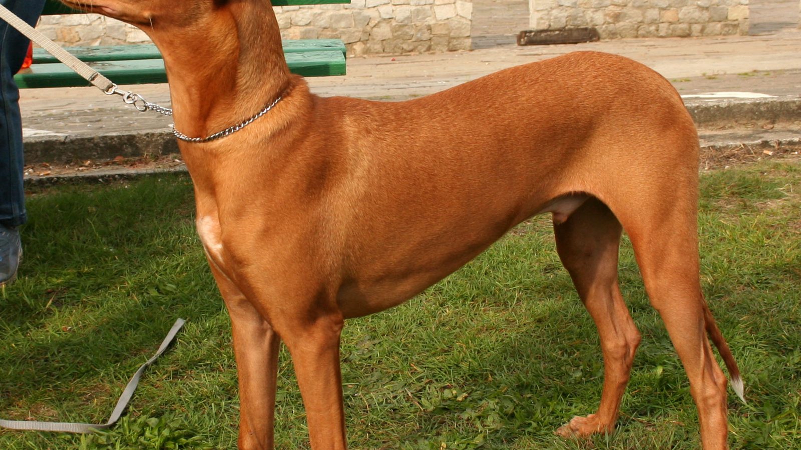 Ejemplar adulto de la raza Faraón Hound