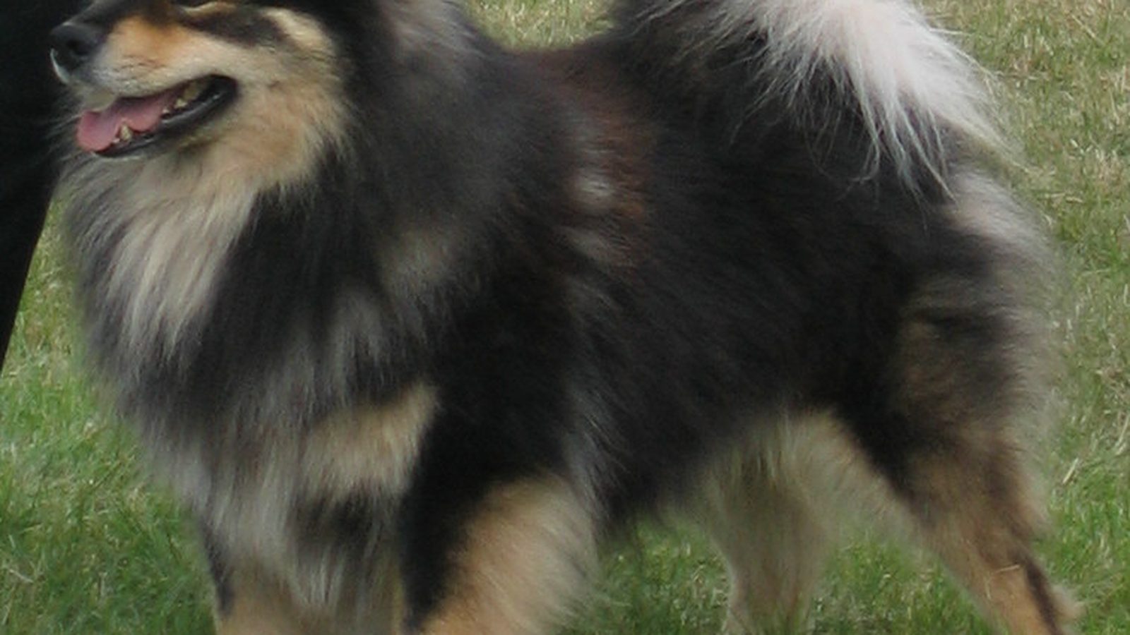 Ejemplar adulto de la raza Perro Finlandes De Laponia