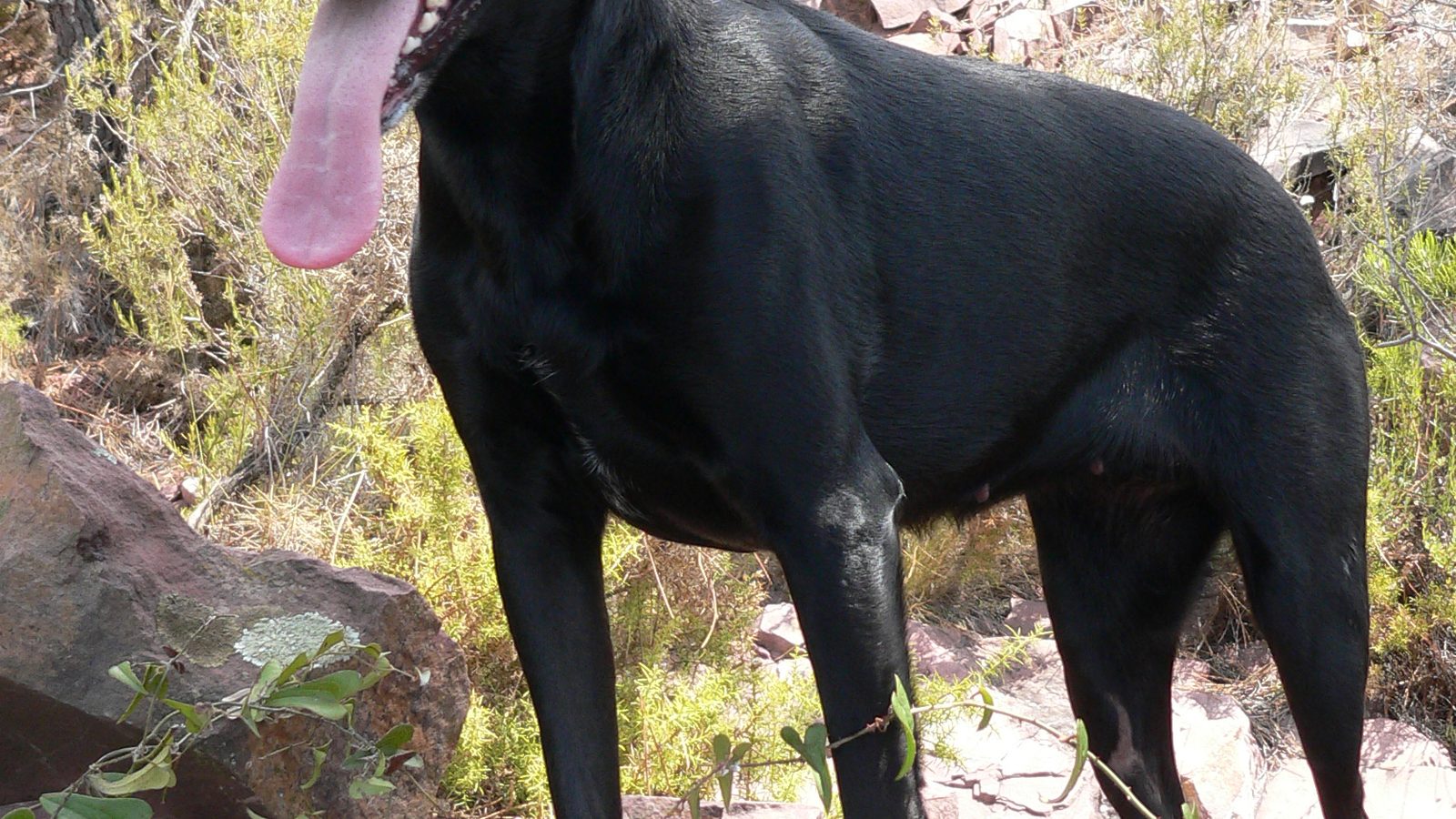 Ejemplar adulto de la raza Perro Pastor Mallorquin