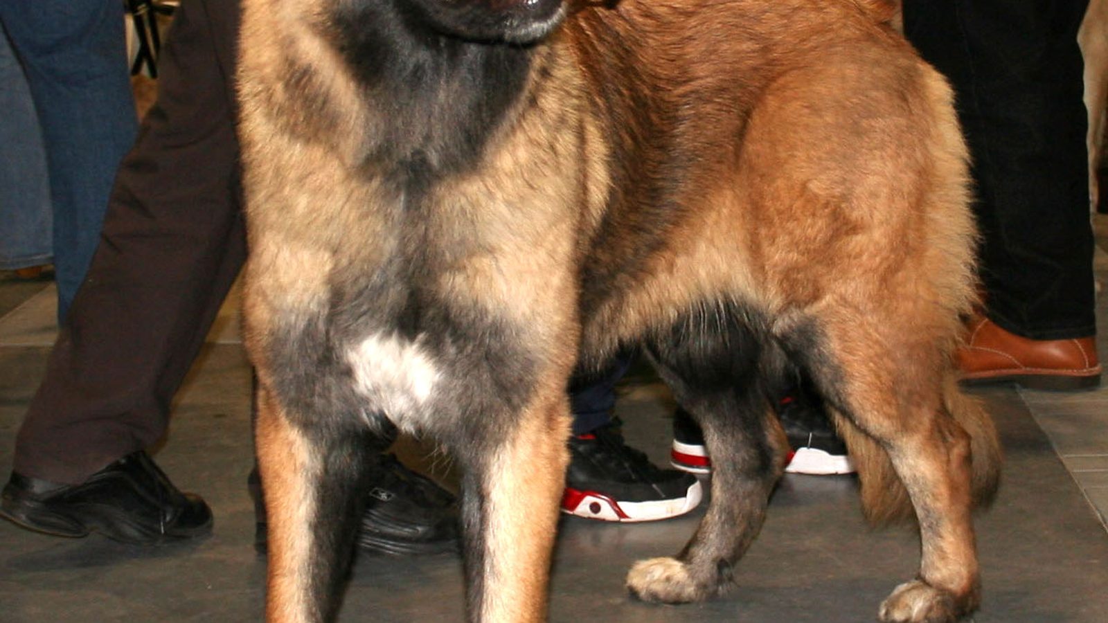 Ejemplar adulto de la raza Perro Serra Da Estrela