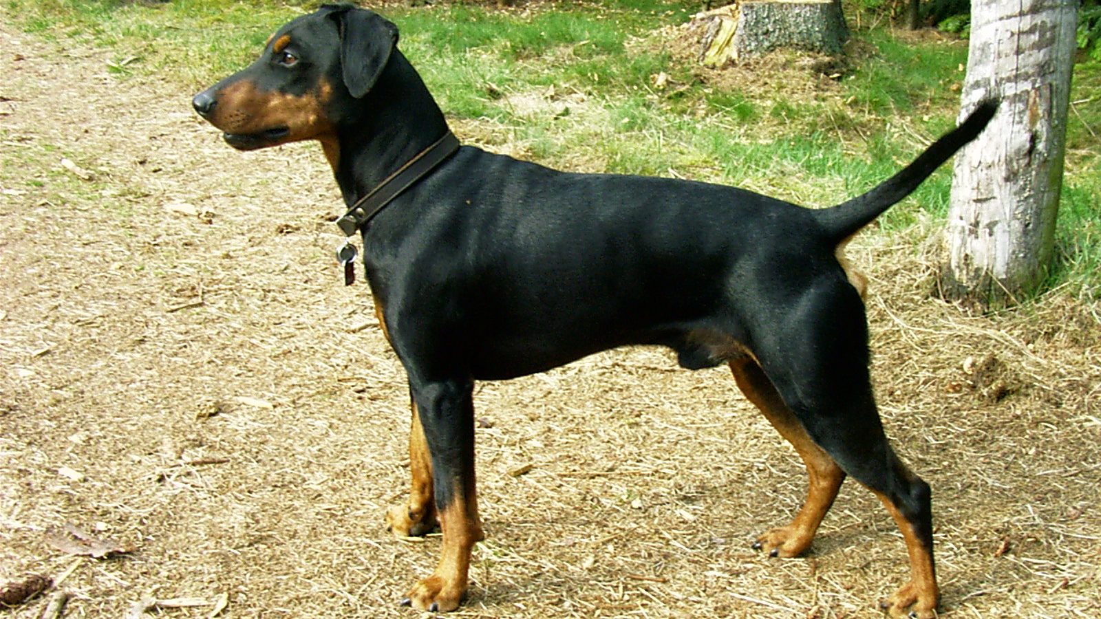 Ejemplar adulto de la raza Pinscher Aleman