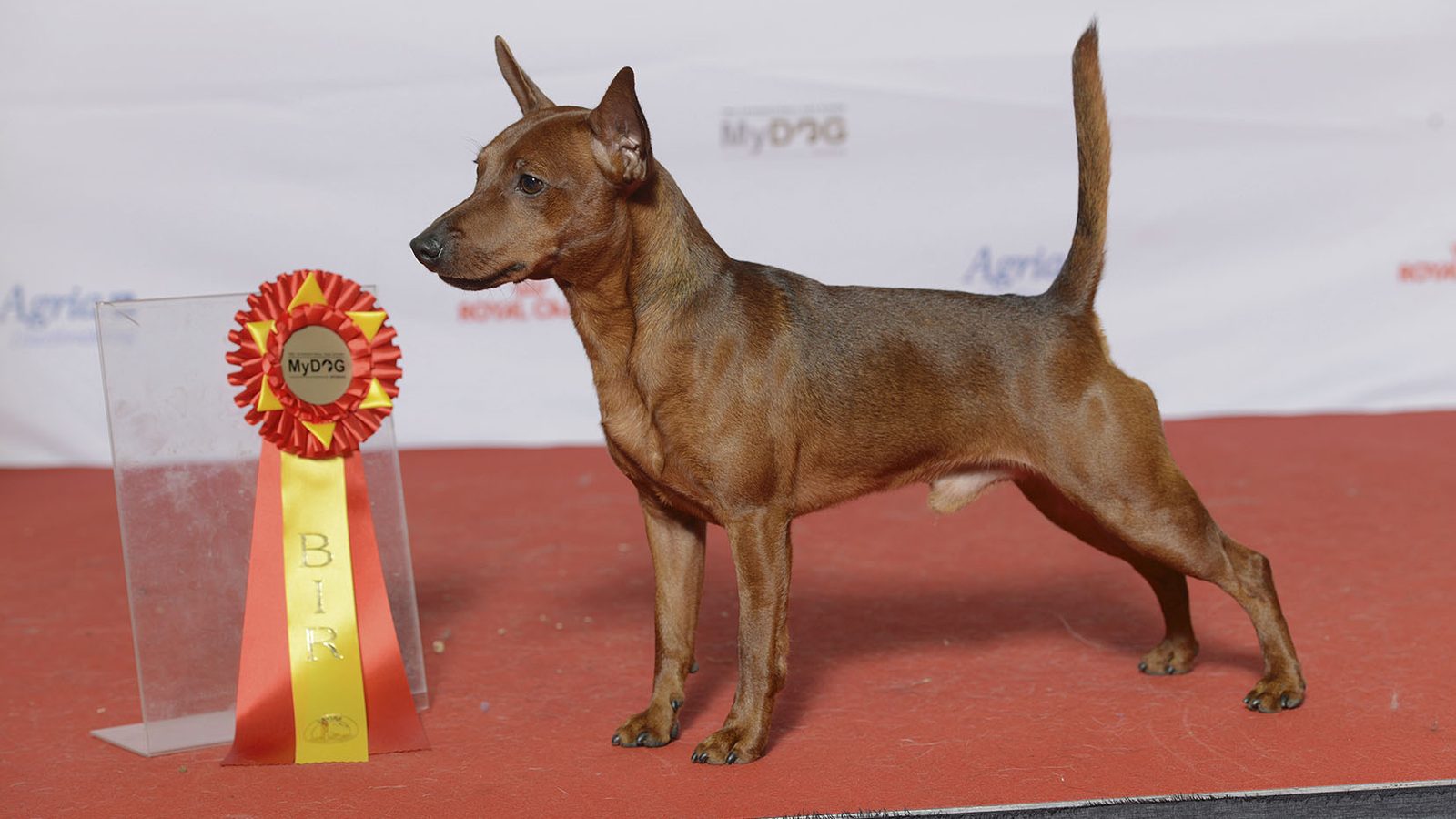 Pinscher miniatura adulto, raza pequeña del grupo Toy