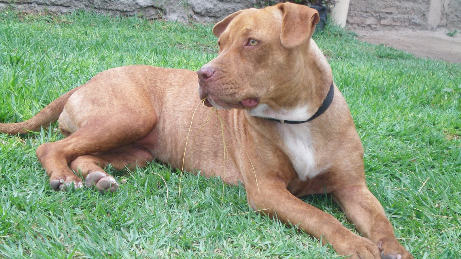 Ejemplar adulto de la raza Pitbull Terrier Americano
