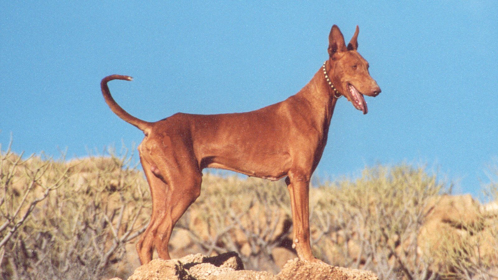 Ejemplar adulto de la raza Podenco Canario
