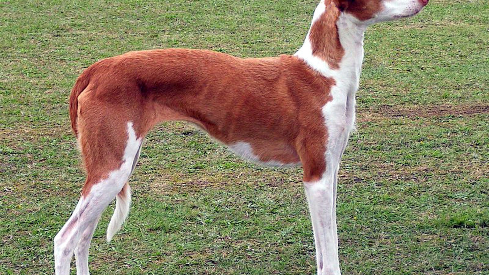 Ejemplar adulto de la raza Podenco ibicenco