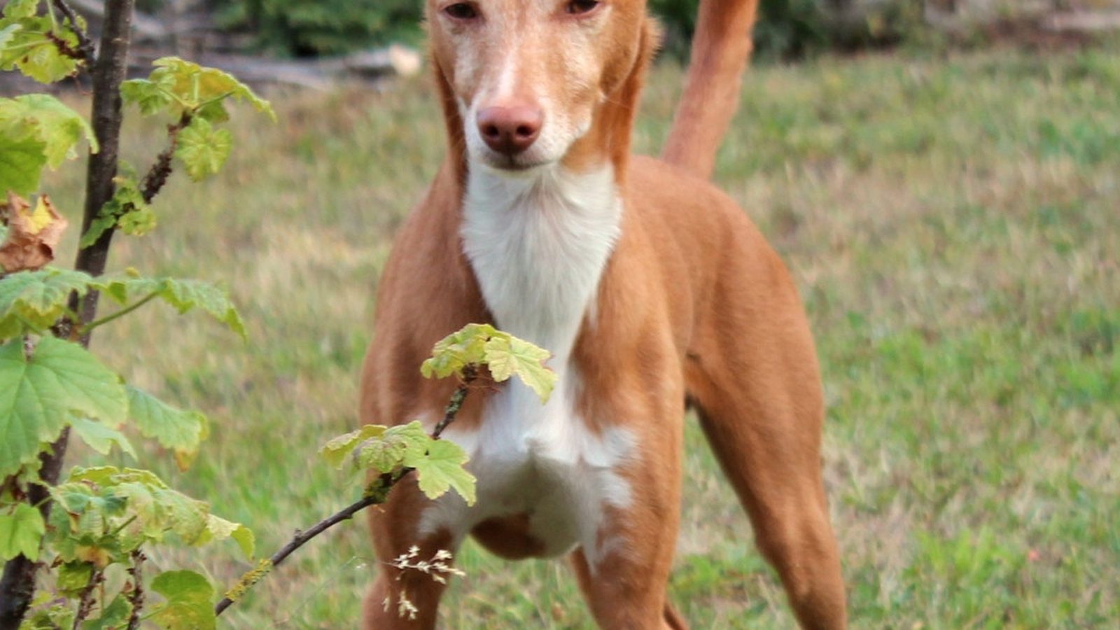 Ejemplar adulto de la raza Podenco Maneto