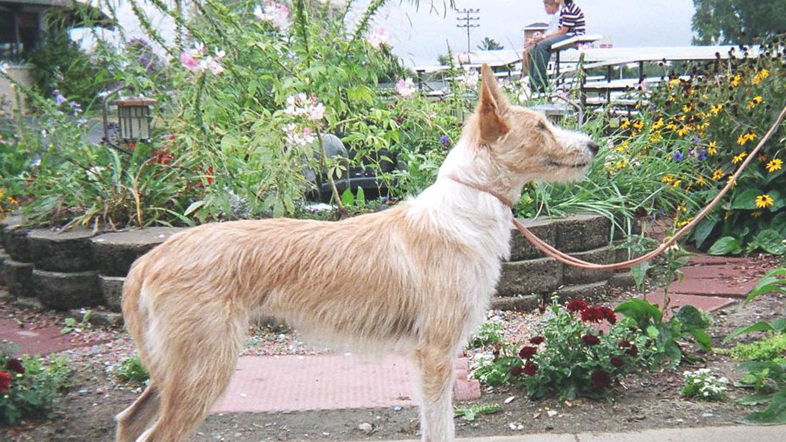 Ejemplar adulto de la raza Podenco Portugues