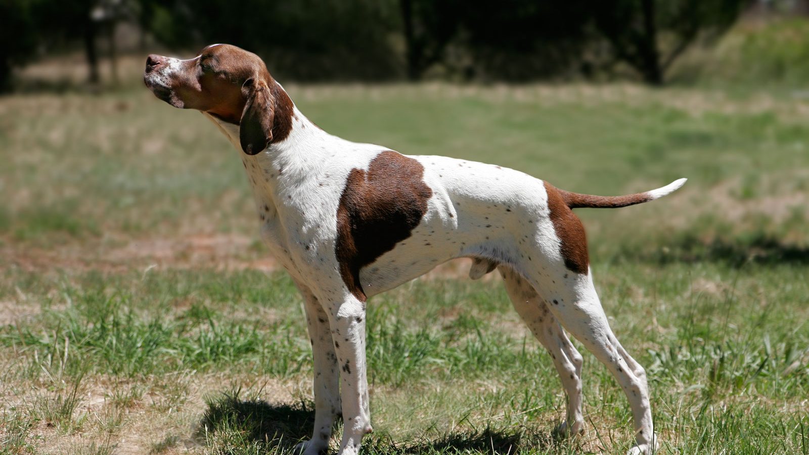 Ejemplar adulto de la raza Pointer