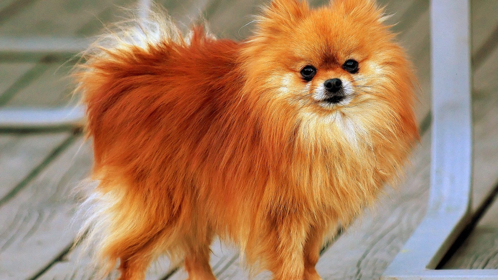 Pomerania adulto, raza pequeña del grupo Toy