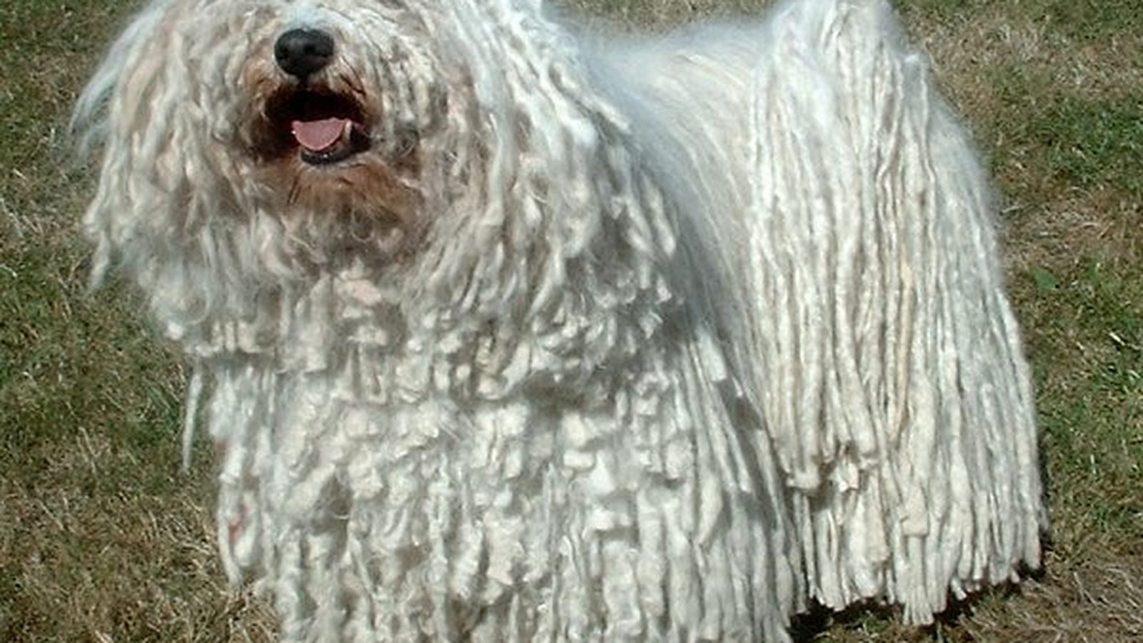 Ejemplar adulto de la raza Puli Hungaro