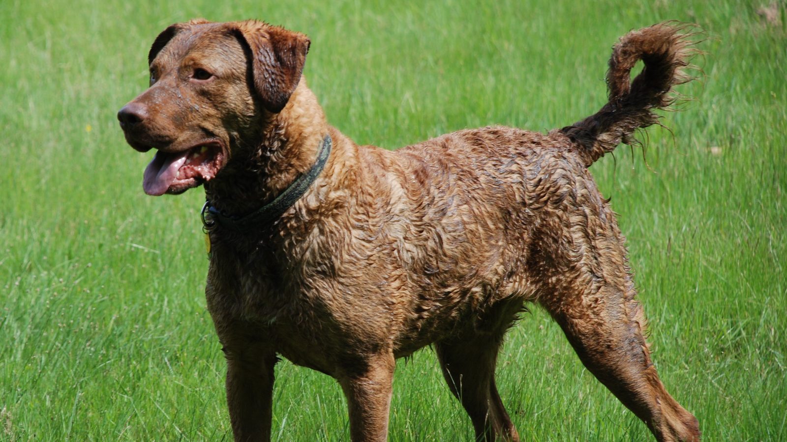 Ejemplar adulto de la raza Retriever De Chesapeake