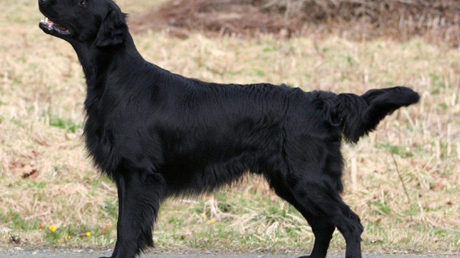 Ejemplar adulto de la raza Retriever De Pelo Liso