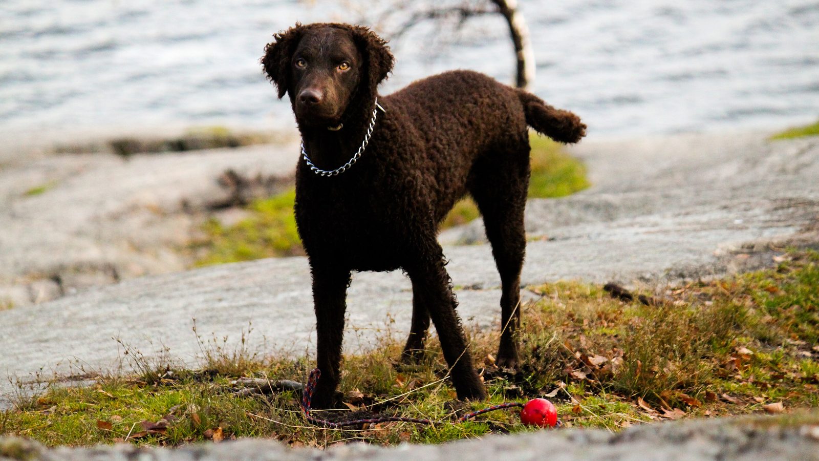 Ejemplar adulto de la raza Retriever De Pelo Rizado