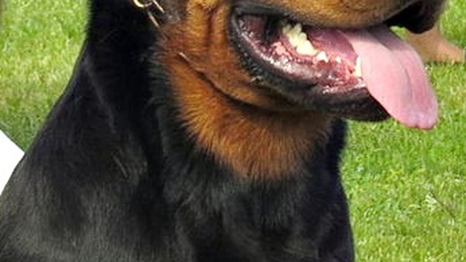 Rottweiler adulto, raza grande