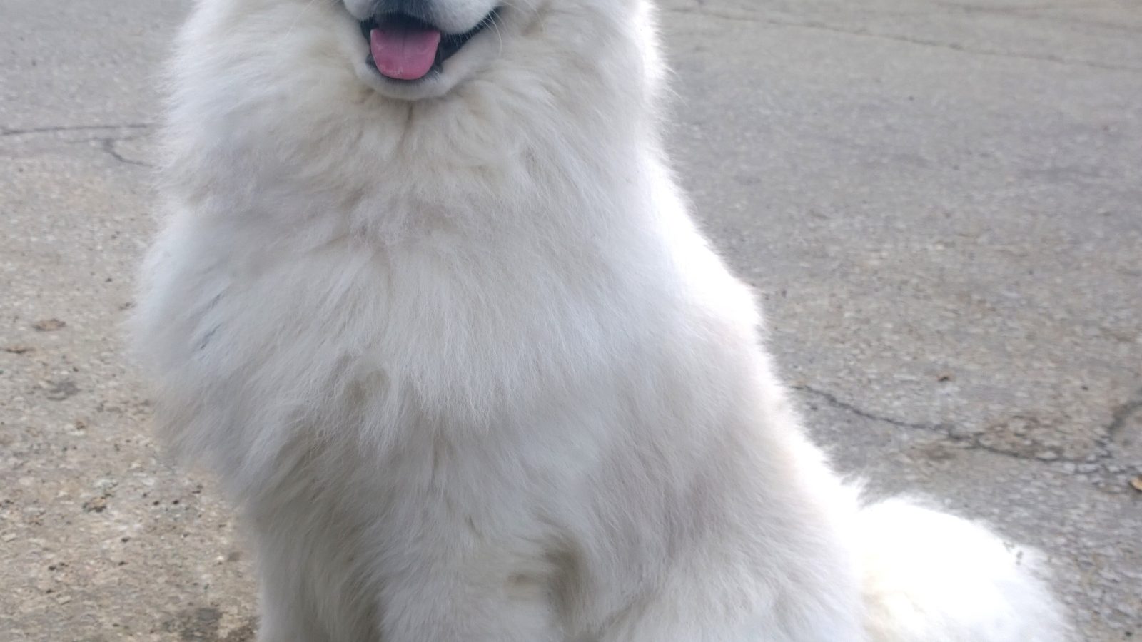Samoyedo adulto, raza mediana
