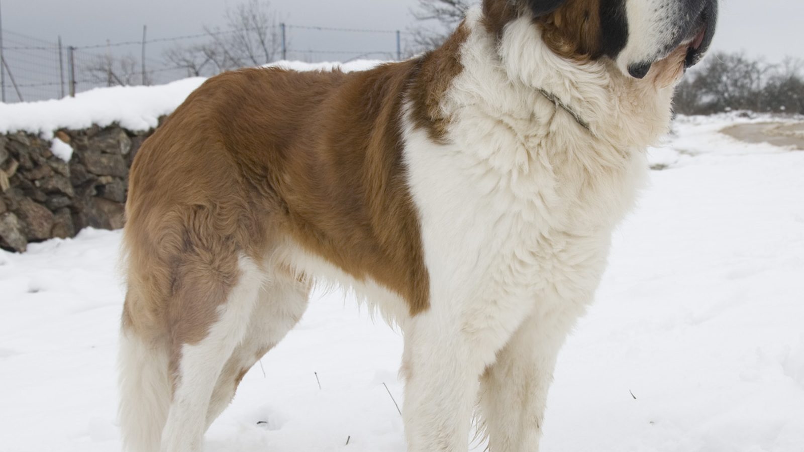 Ejemplar adulto de la raza San Bernardo (perro)