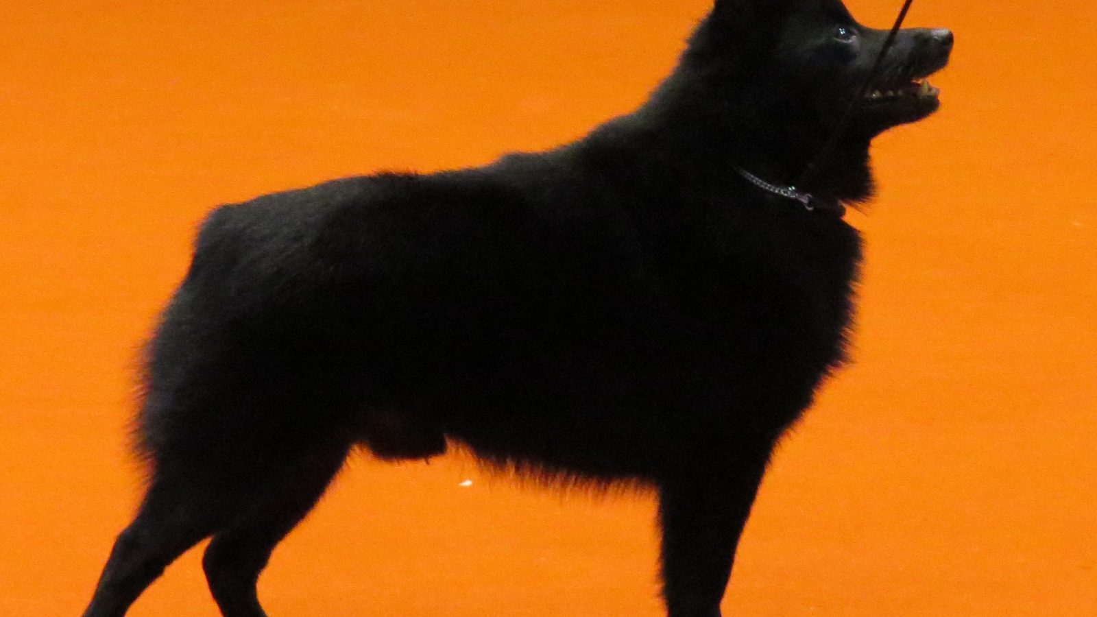 Ejemplar adulto de la raza Schipperke