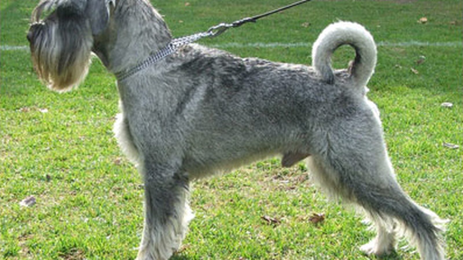 Schnauzer estándar adulto, raza mediana del grupo Perro de utilidad