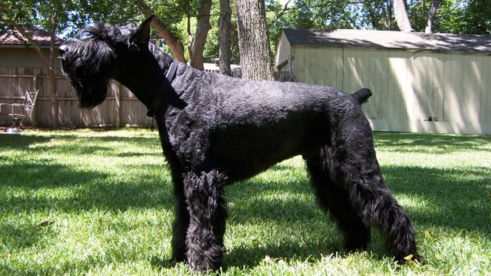 Ejemplar adulto de la raza Schnauzer Gigante