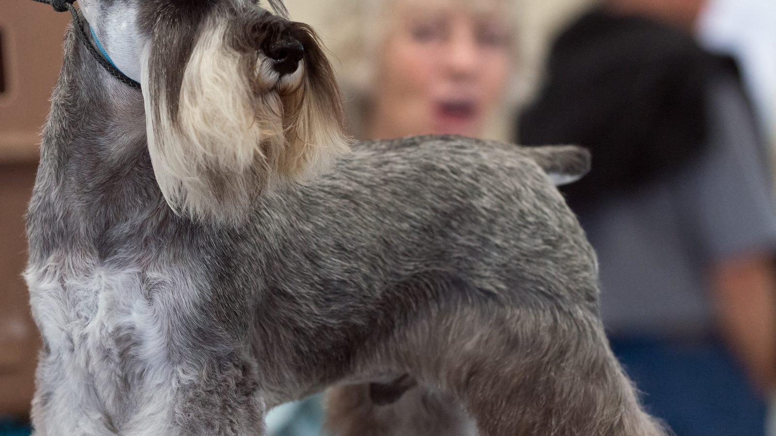 Ejemplar adulto de la raza Schnauzer Miniatura