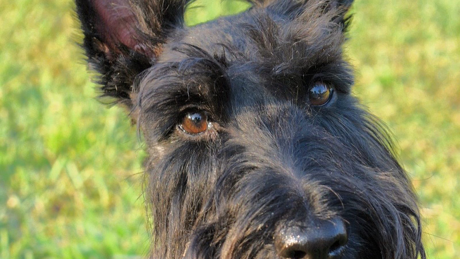 Scottish Terrier adulto de manto negro, postura erguida con barba característica, orejas erguidas en alerta