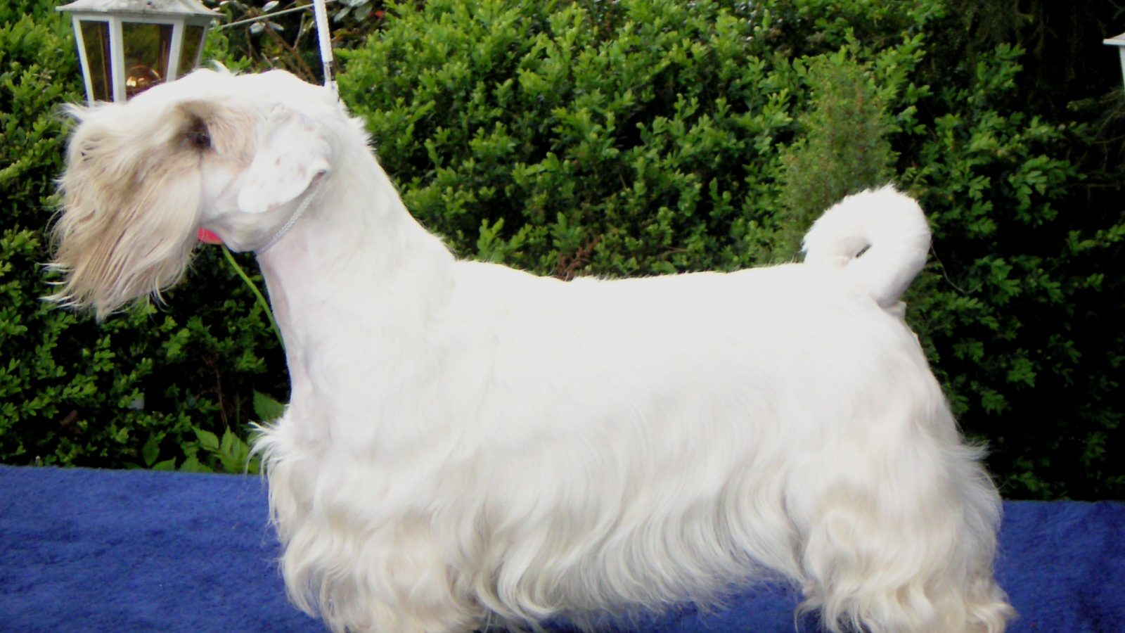 Ejemplar adulto de la raza Sealyham Terrier