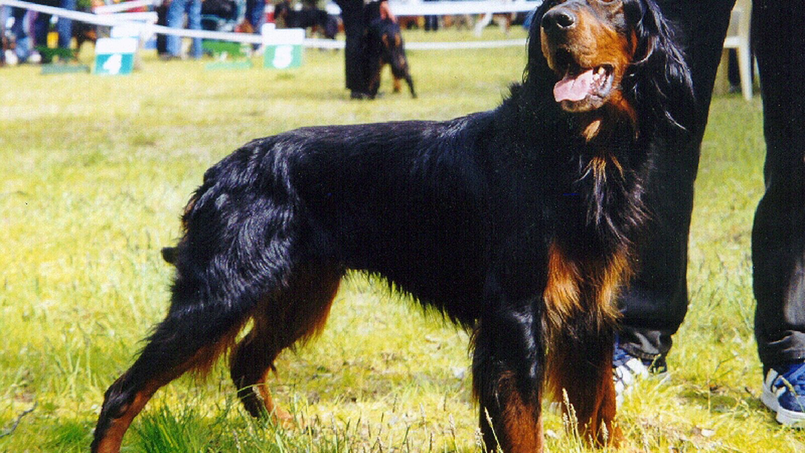 Ejemplar adulto de la raza Setter Escoces