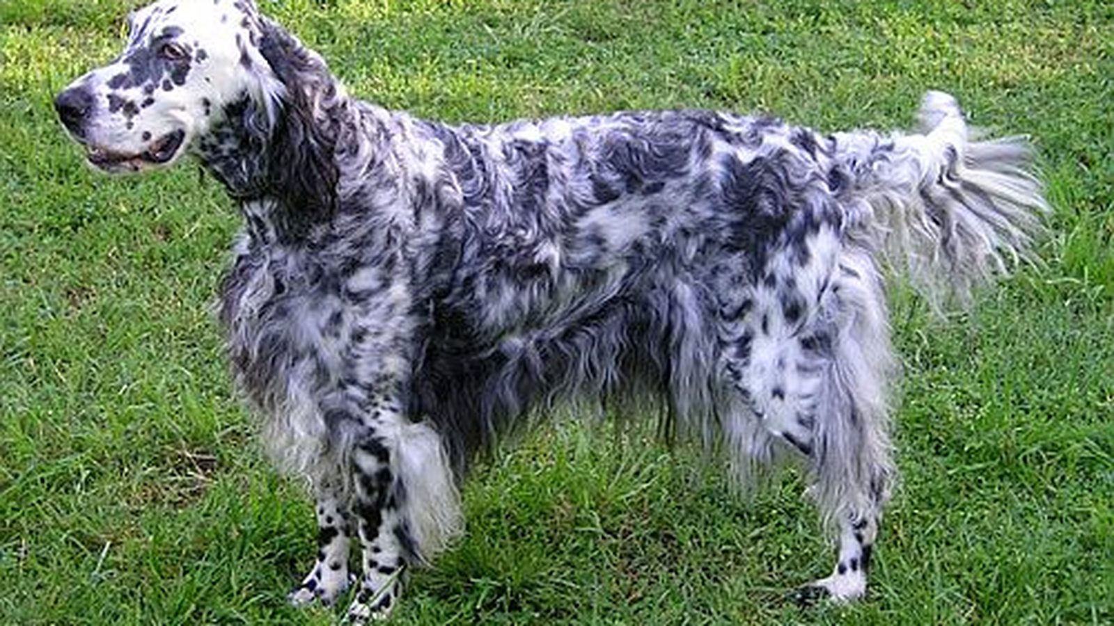 Ejemplar adulto de la raza Setter Ingles