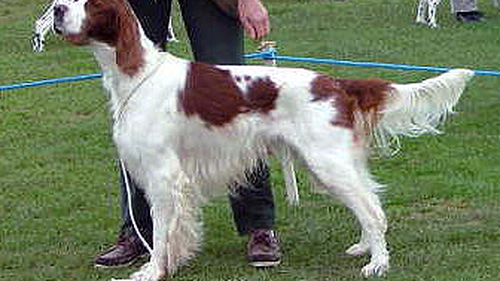 Ejemplar adulto de la raza Setter Irlandes Rojo Y Blanco