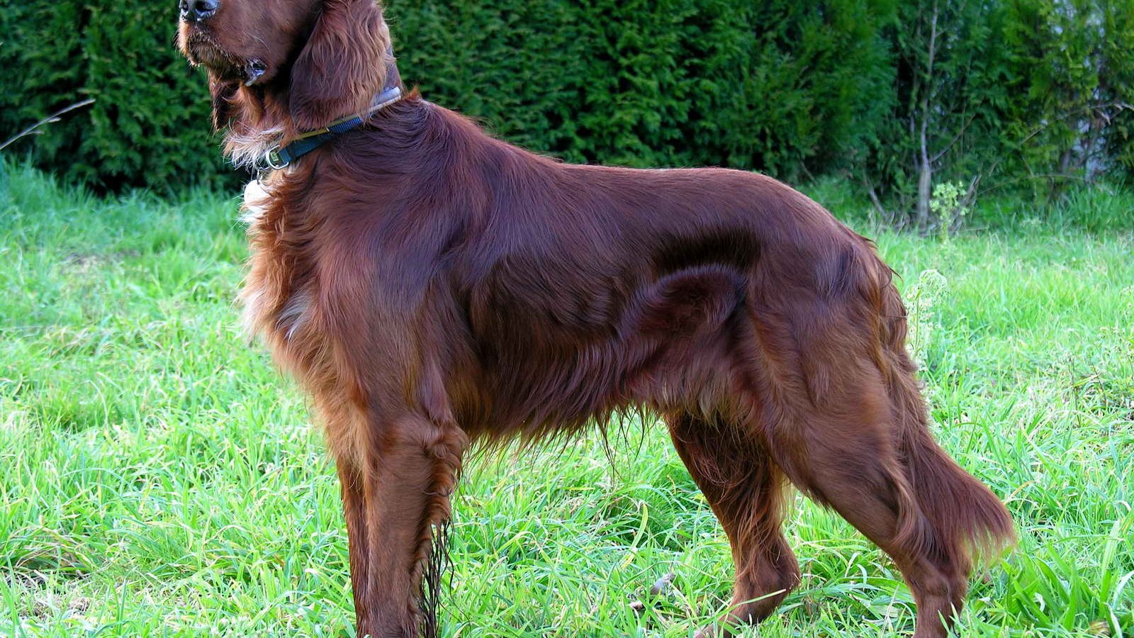 Setter irlandés adulto, raza grande del grupo Perro de caza