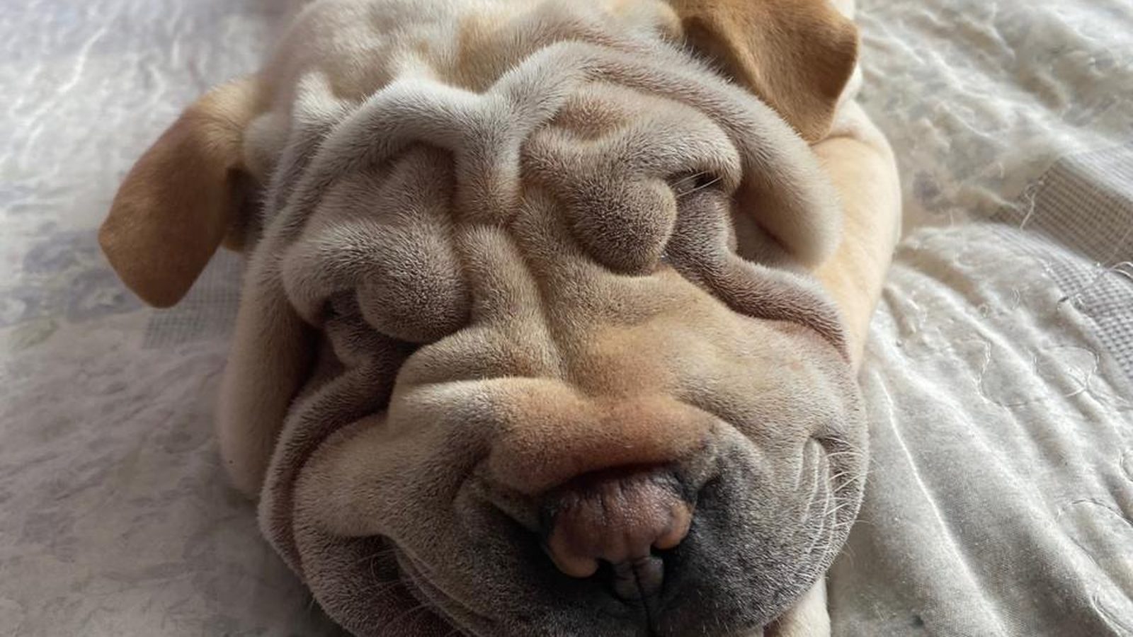 Ejemplar adulto de la raza Shar Pei