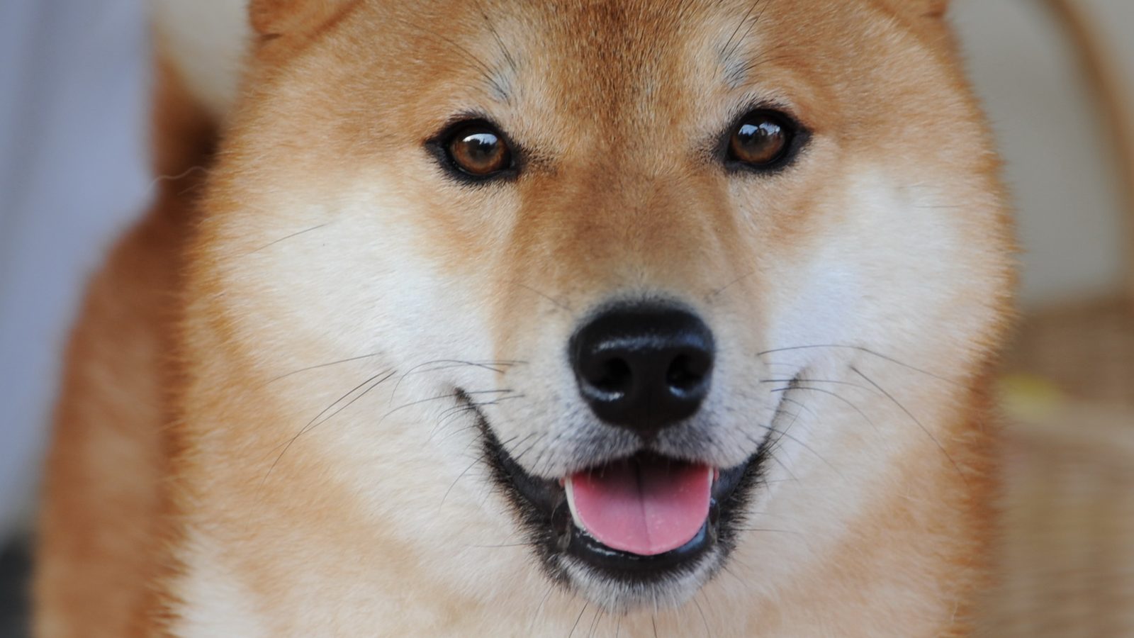 Ejemplar adulto de la raza Shiba Inu Japones