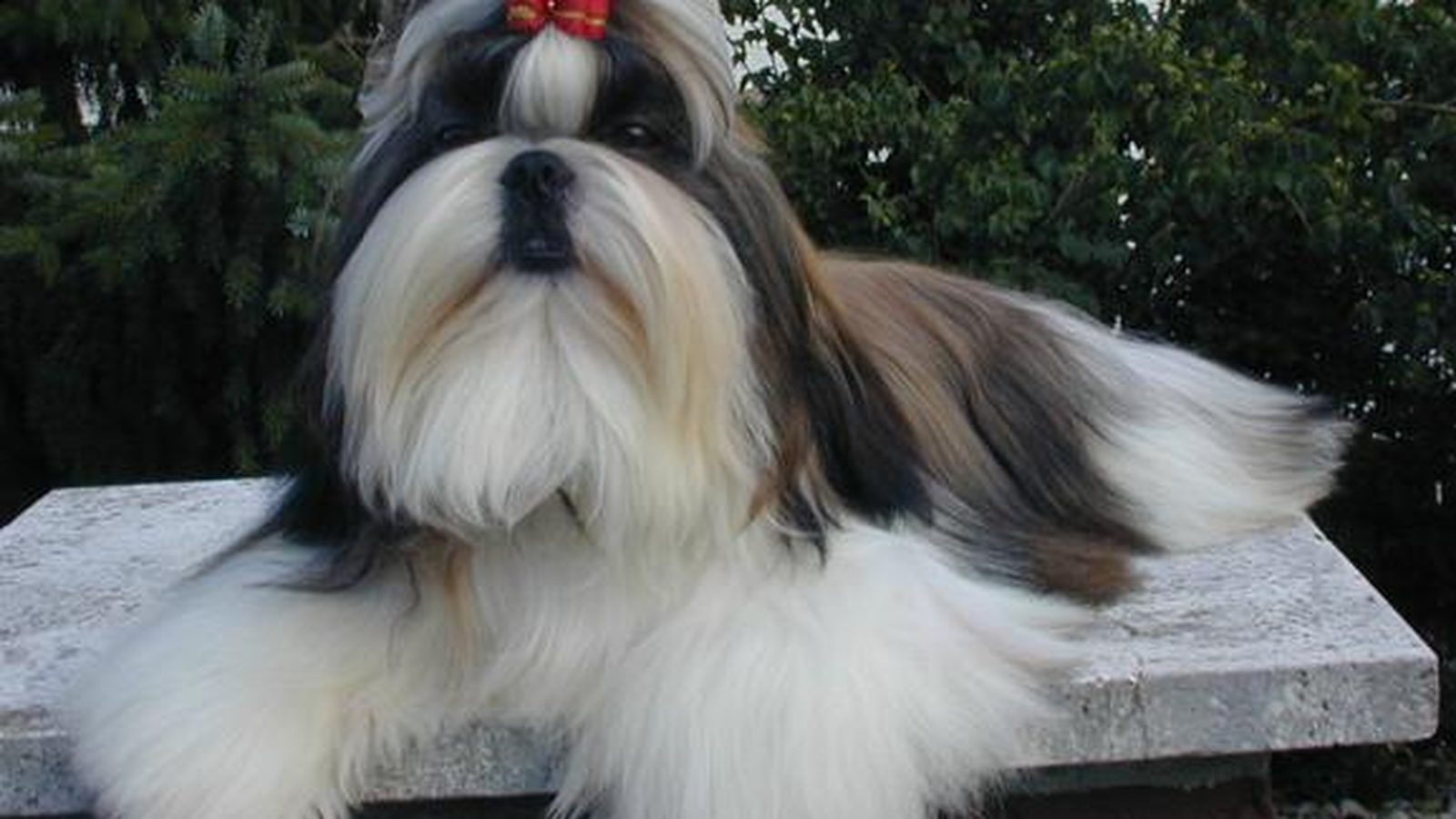 Shih Tzu adulto, raza pequeña del grupo Perro de utilidad