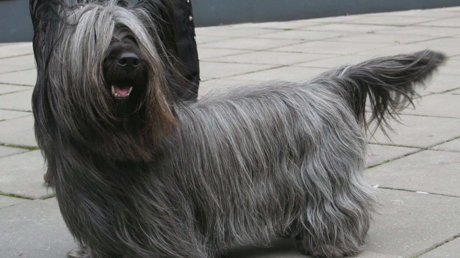 Ejemplar adulto de la raza Skye Terrier