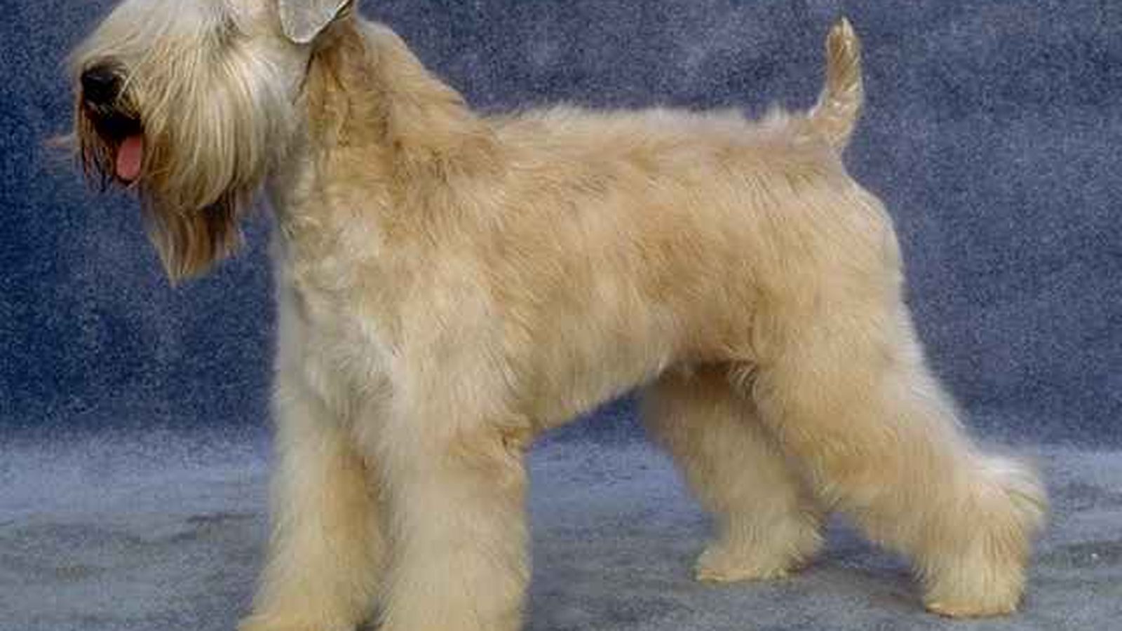Ejemplar adulto de la raza Soft Coated Wheaten Terrier