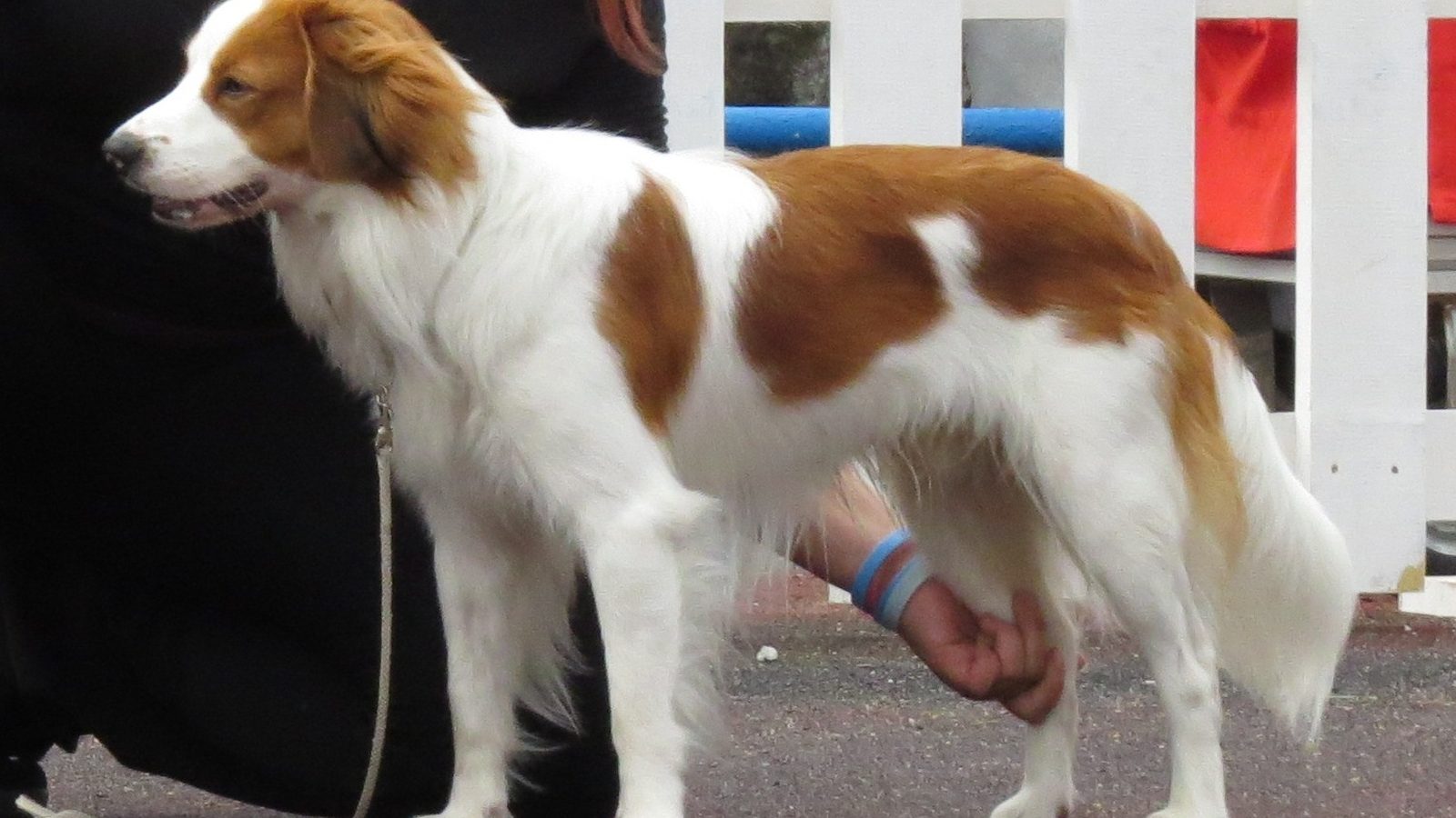Ejemplar adulto de la raza Spaniel Holandes