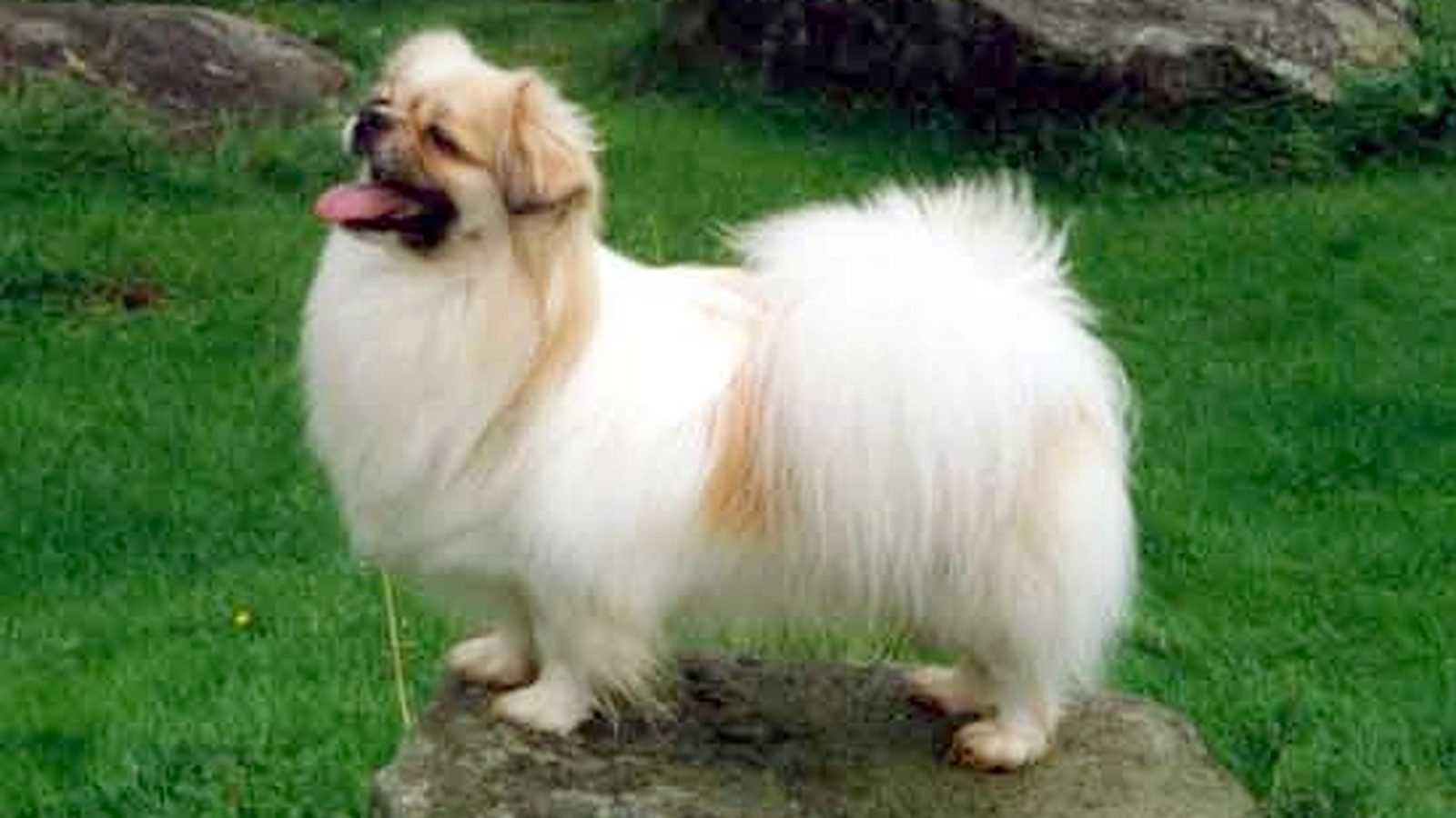 Ejemplar adulto de la raza Spaniel Tibetano