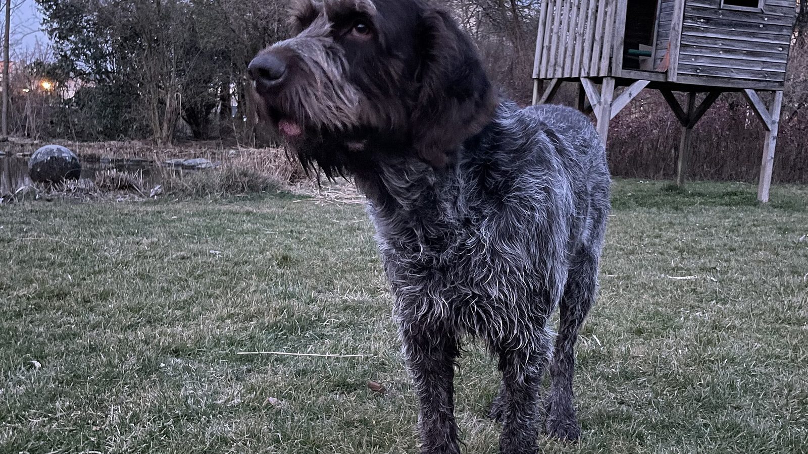 Ejemplar adulto de la raza Spinone Italiano