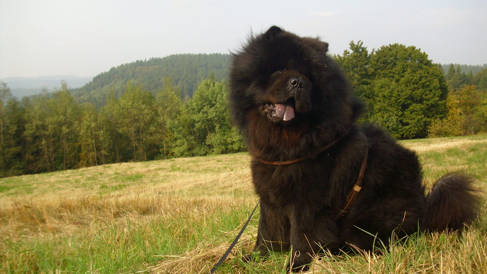 Ejemplar adulto de la raza Pomerania (perro)