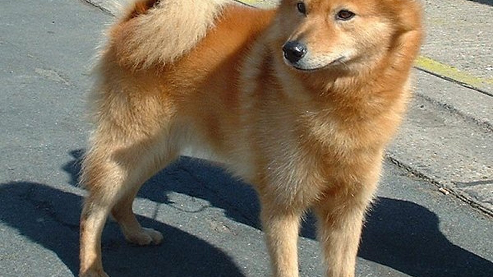 Ejemplar adulto de la raza Spitz Finlandes