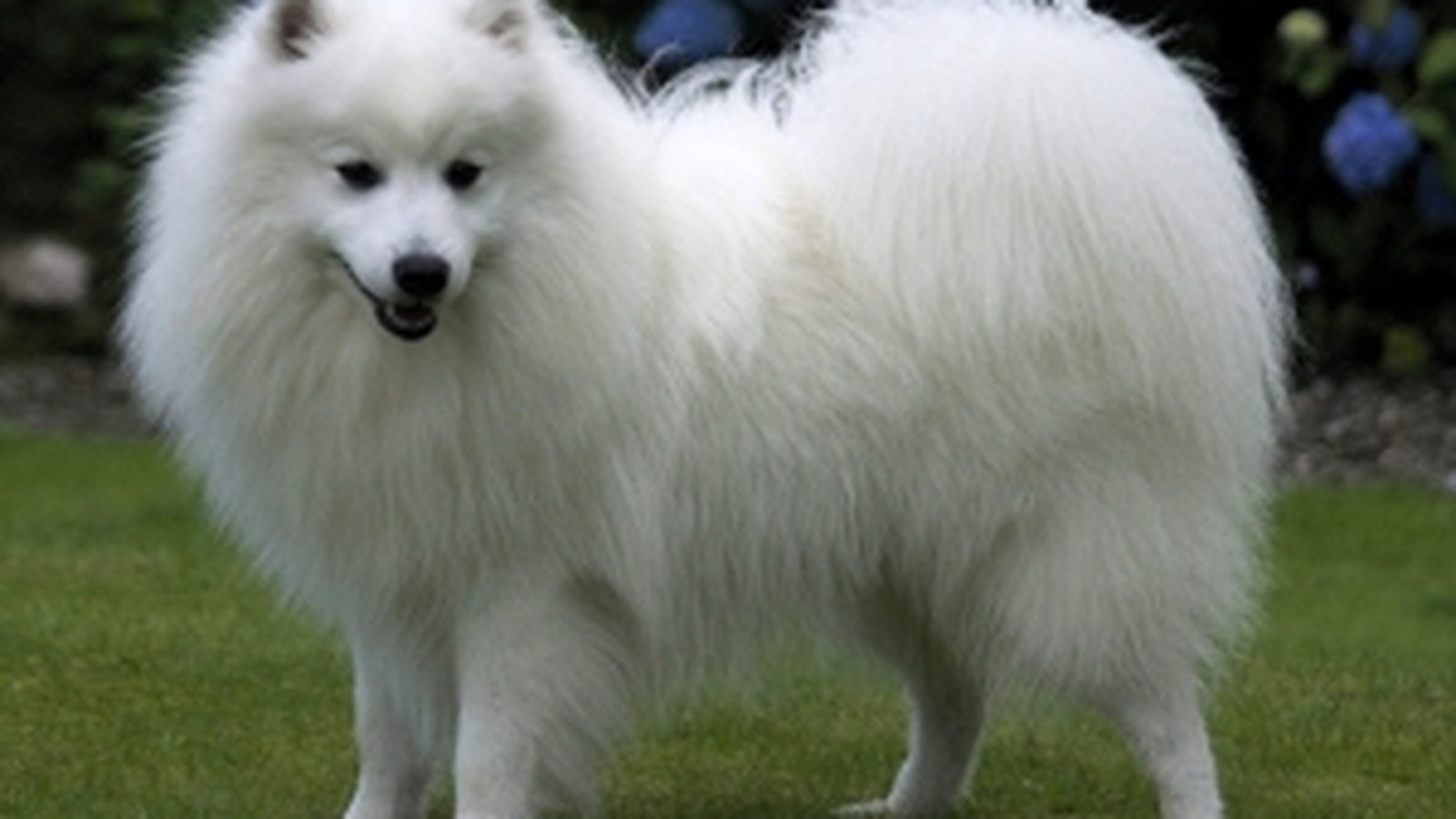 Ejemplar adulto de la raza Spitz Japones