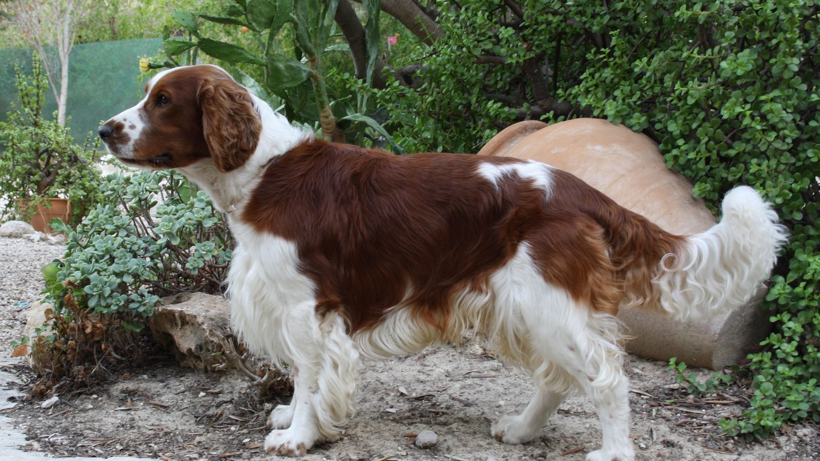 Ejemplar adulto de la raza Springer Spaniel Gales
