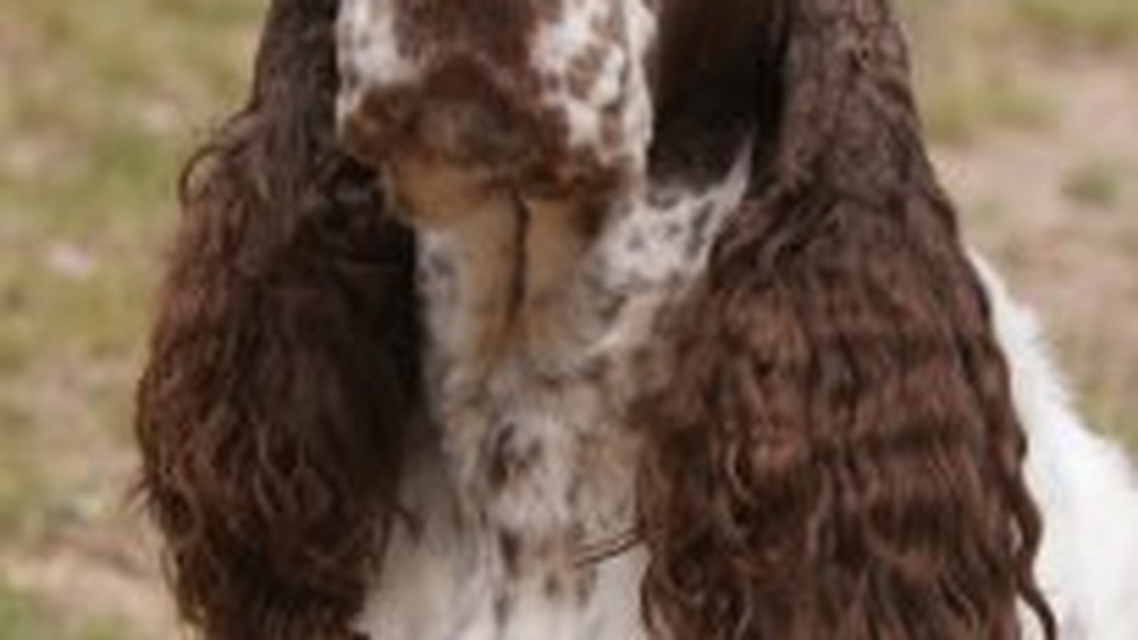Ejemplar adulto de la raza Springer Spaniel Ingles