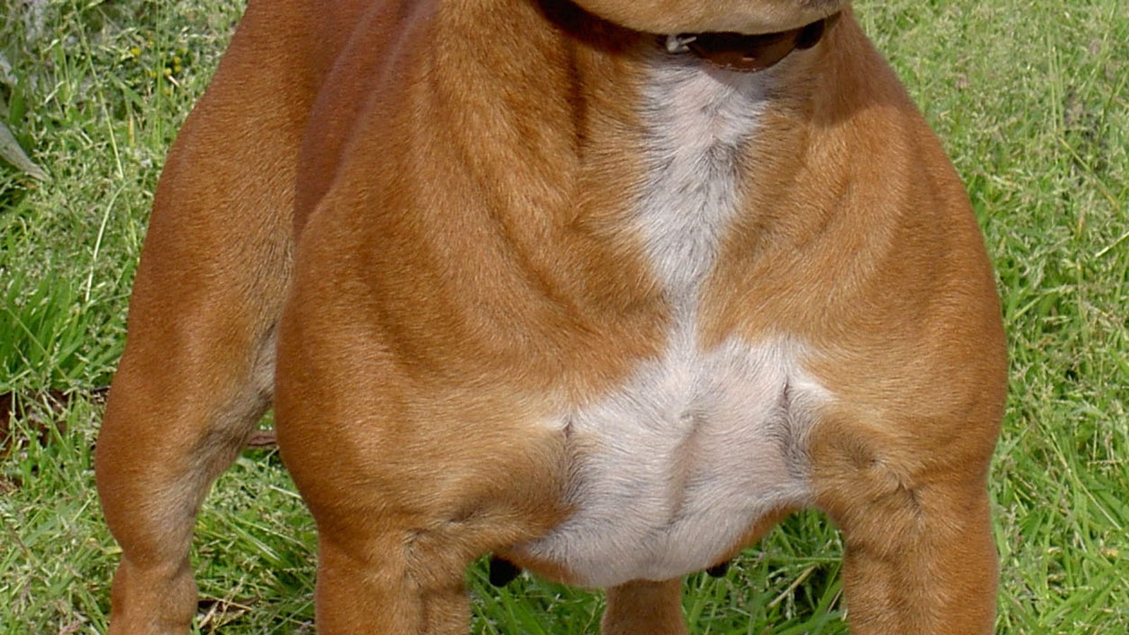 Ejemplar adulto de la raza Staffordshire Bull Terrier