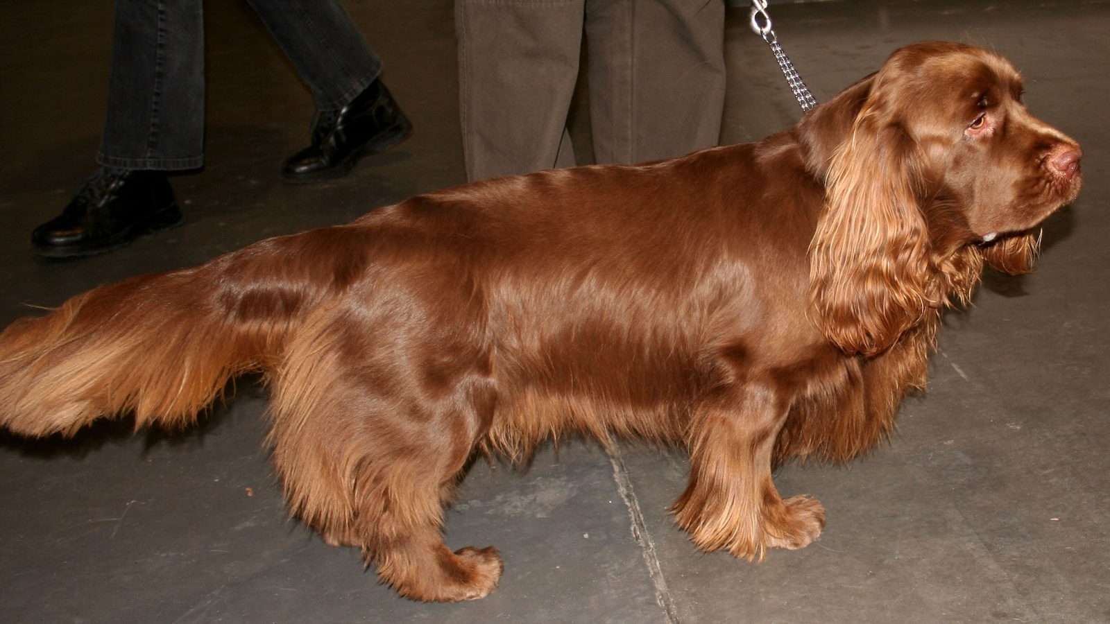 Ejemplar adulto de la raza Sussex Spaniel