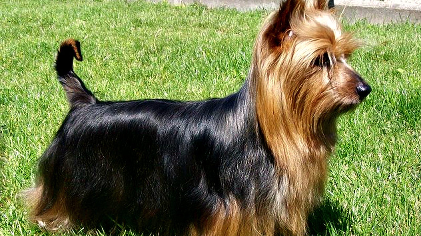 Ejemplar adulto de la raza Terrier australiano