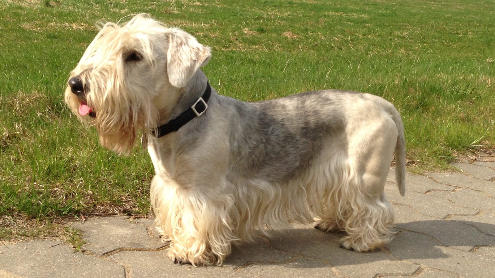 Ejemplar adulto de la raza Terrier Checo