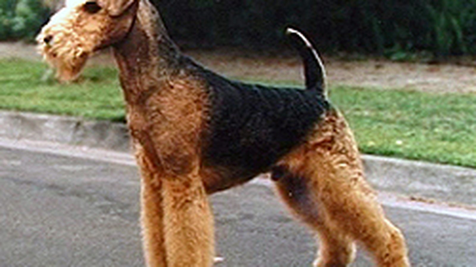Ejemplar adulto de la raza Terrier De Airedale