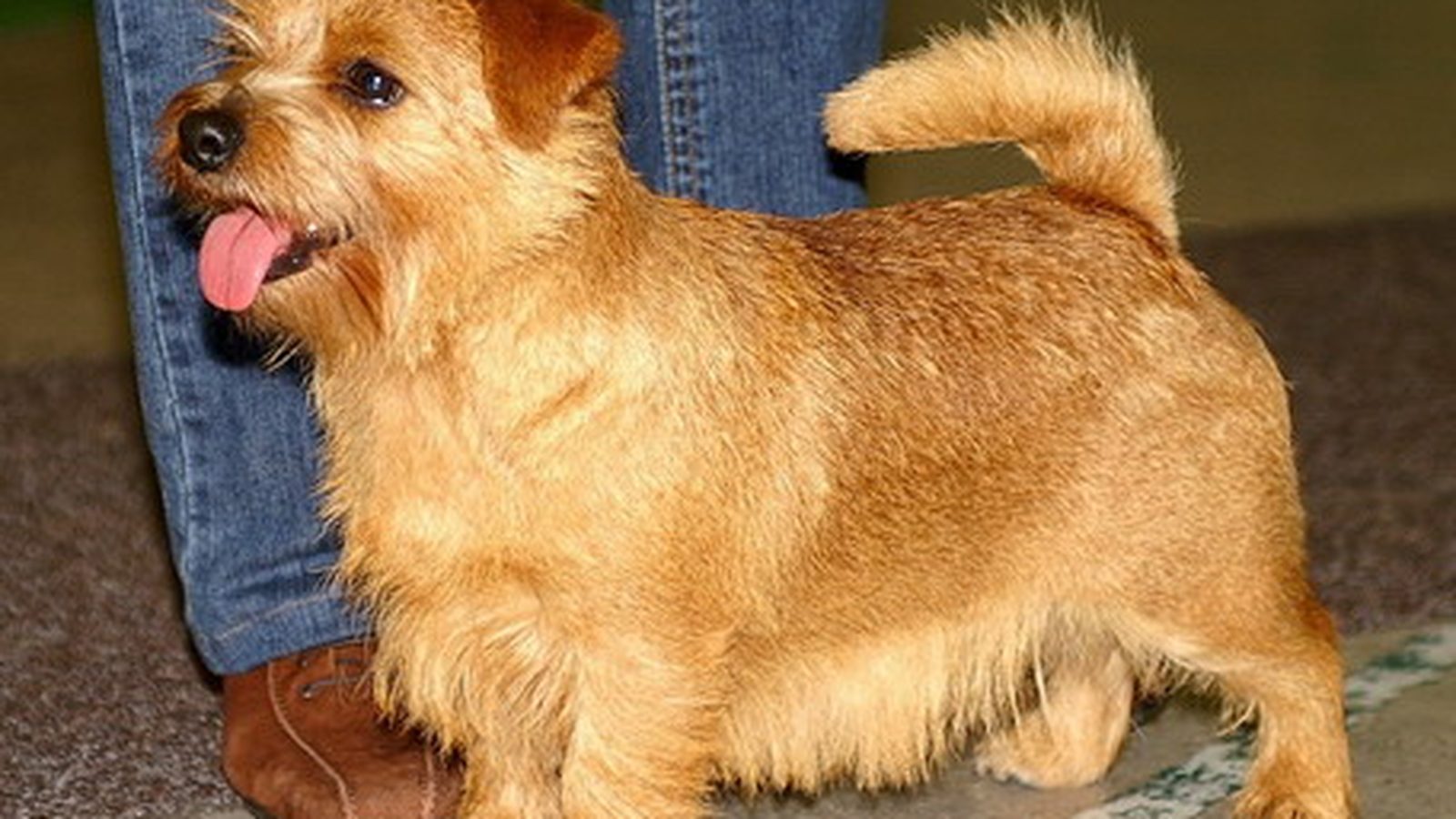 Ejemplar adulto de la raza Terrier de Norfolk