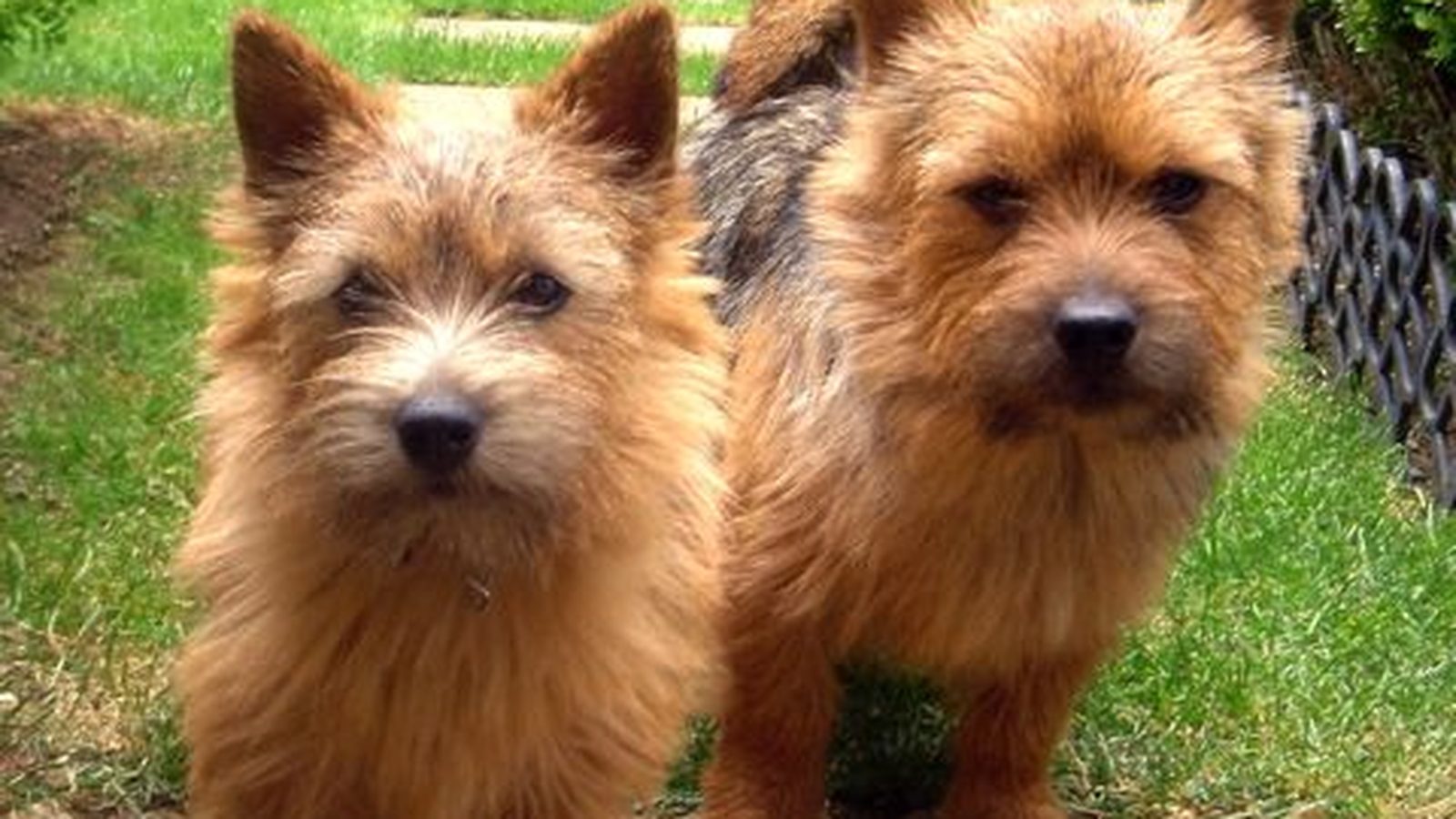 Ejemplar adulto de la raza Terrier De Norwich